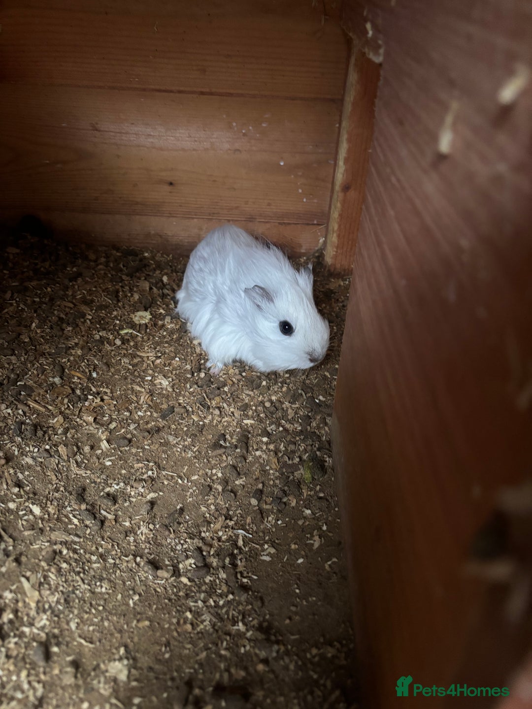 Guinea Pig rodents for sale: 2 Female Guinea Pigs 11 Weeks Old  Lovely Natured - Advert 5