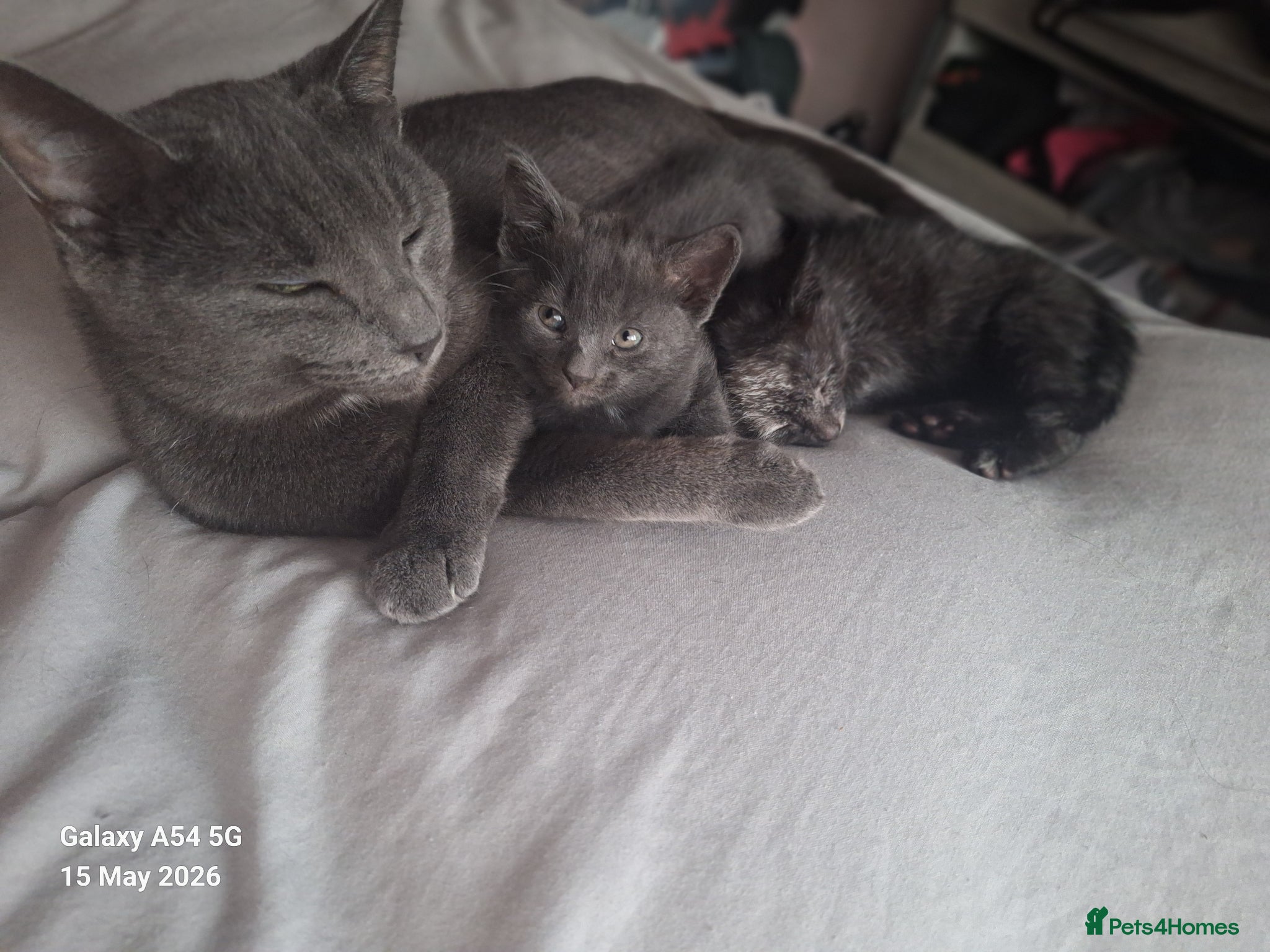 British Shorthair cats for sale: 2 lovely female kittens  - Advert 7
