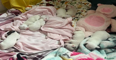 Jack Russell dogs - Advert 2