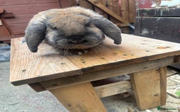 French Lop rabbits for sale: French lops  - Image 4