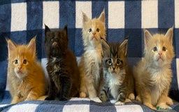 Maine Coon cats for sale: Beautiful Maine Coon Kitten - Champion Lines - Image 5
