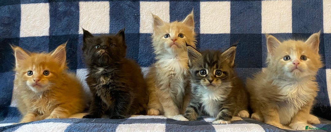 Maine Coon cats for sale: Beautiful Maine Coon Kitten - Champion Lines - Image 5