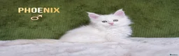 Maine Coon cats for sale: Rare Silver Shaded TICA Maine Coon Kittens in Canvey Island - Advert 11