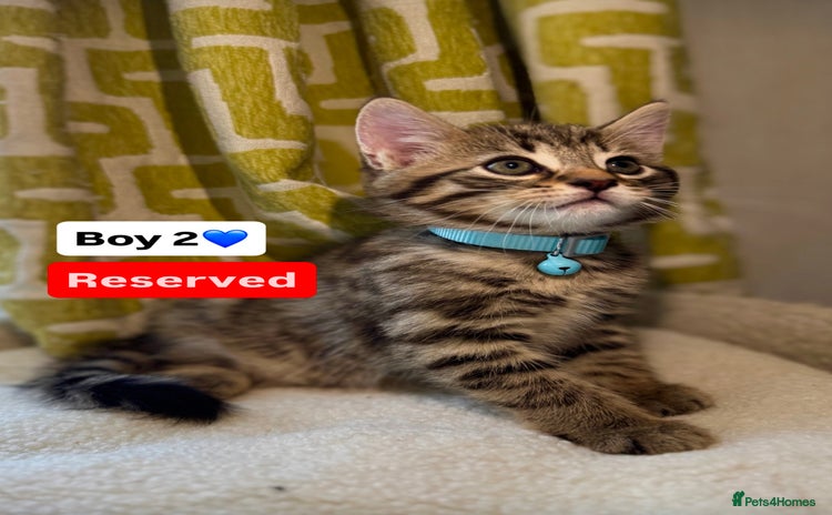 Mixed Breed cats - Advert 14