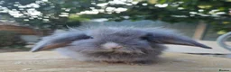 Angora rabbits for sale: Teddywidders ready to go now  - Advert 2