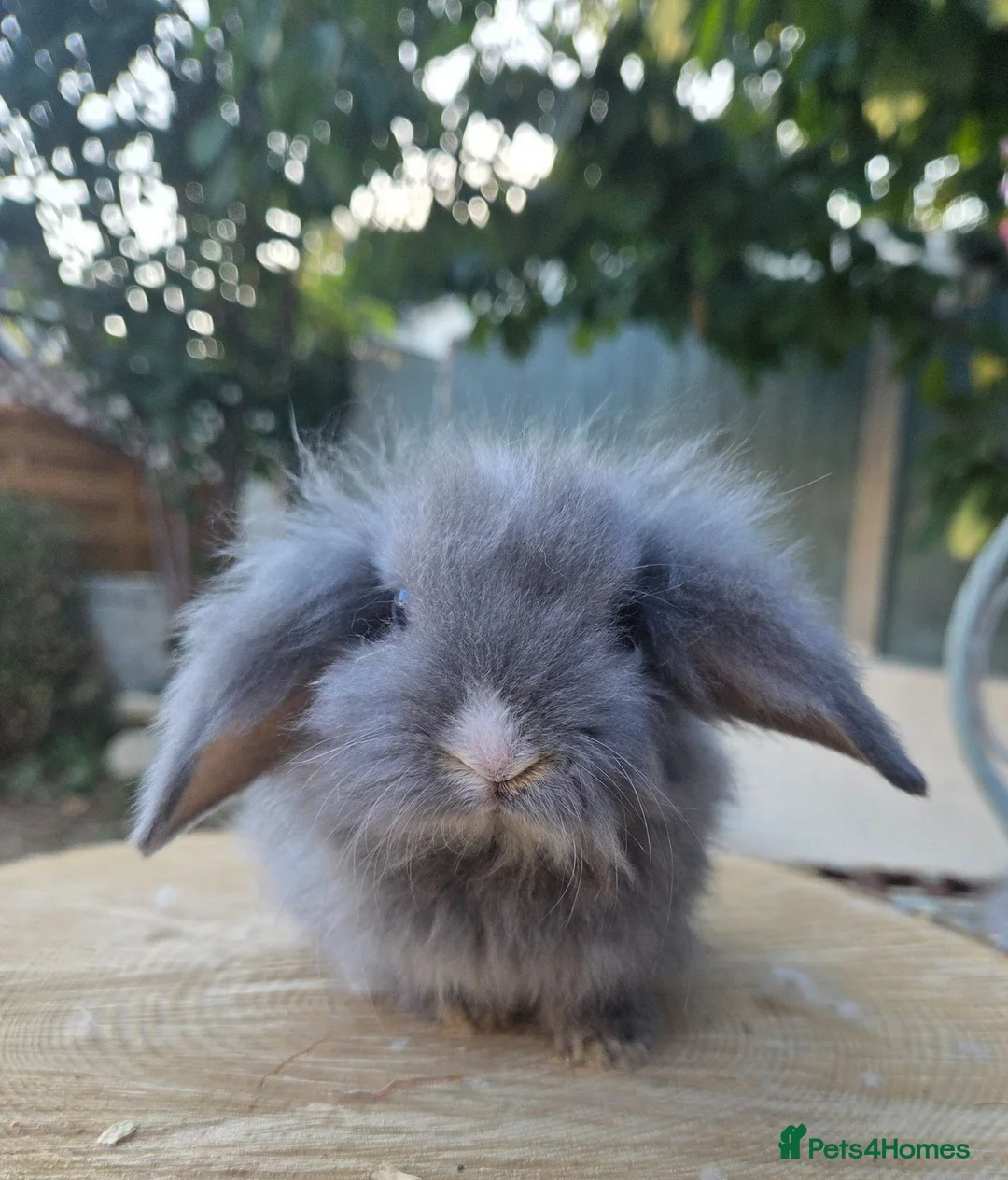 Angora rabbits for sale: Teddywidders ready to go now  - Advert 2