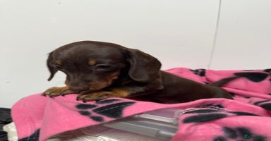 Miniature Dachshund dogs CHOCOLATE AND CREAM MINIATURE DACHSHUND PUPPY  - Advert 1