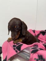 Miniature Dachshund dogs CHOCOLATE AND CREAM MINIATURE DACHSHUND PUPPY - Advert 1