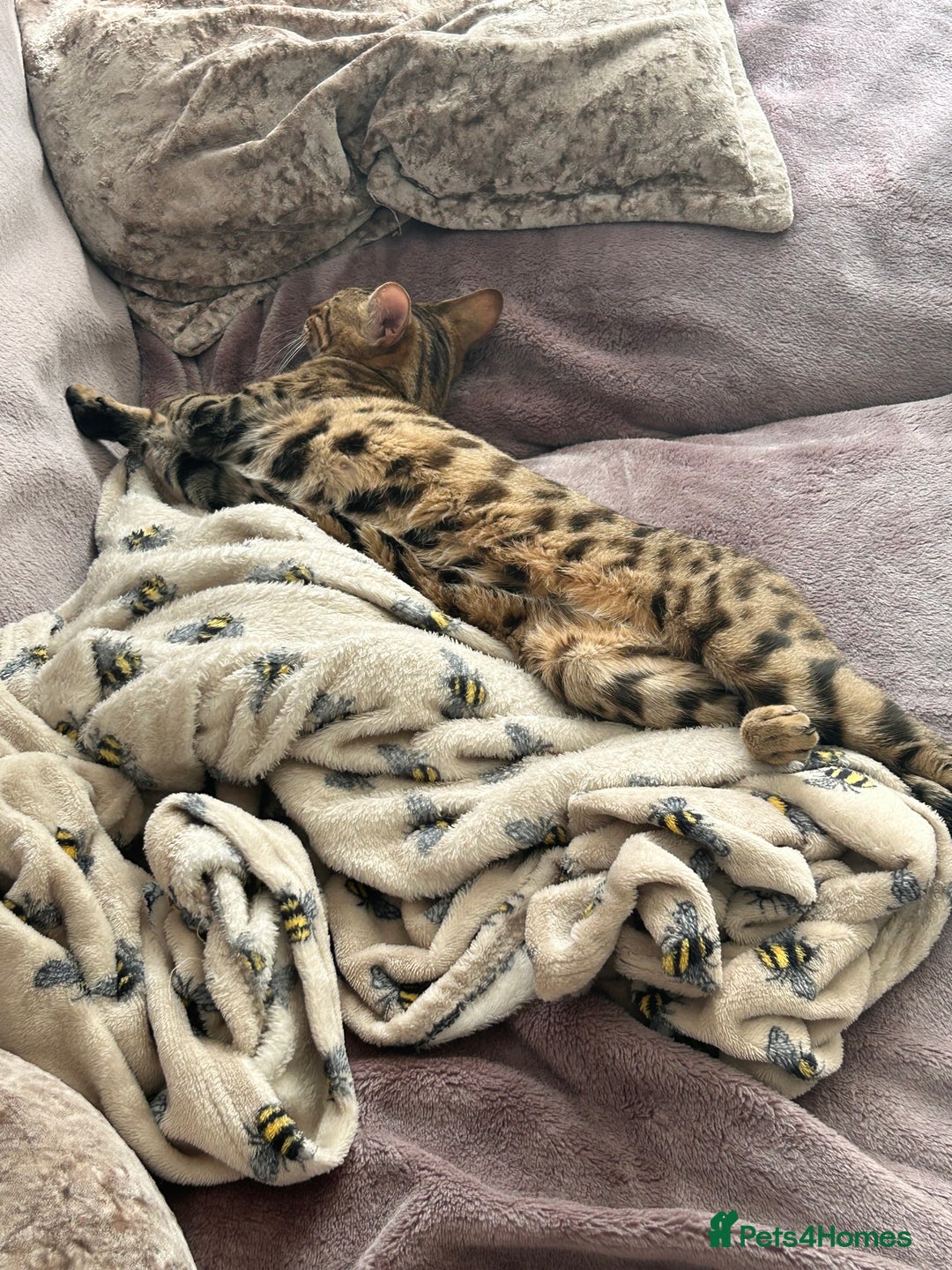 Bengal cats for sale: Bengal female  - Advert 8