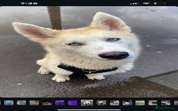 Siberian Husky dogs for sale: Siberian husky puppies  - Image 12