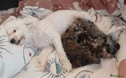 Miniature Poodle dogs for sale: Poodles - Image 5