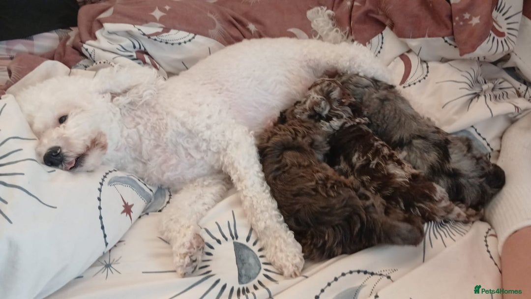 Miniature Poodle dogs for sale: Poodles - Image 5