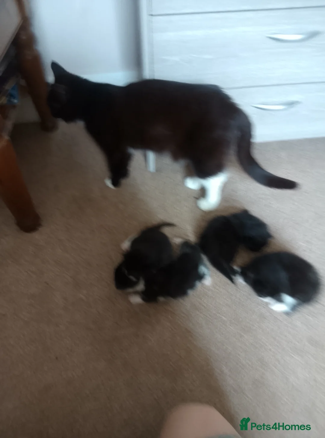 Mixed Breed cats for sale: Persian x siamese  - Advert 10