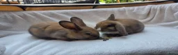 Mixed Breed rabbits for sale: 2 Boy Rabbits in Bungay - Advert 2