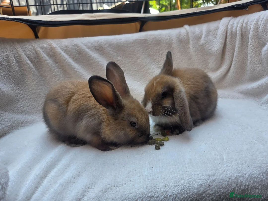 Mixed Breed rabbits for sale: 2 Boy Rabbits in Bungay - Advert 2