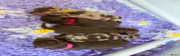 Miniature Dachshund dogs for sale: Absolutely stunning miniature dachshunds  - Advert 9