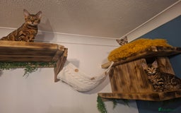 Bengal cats for sale: Show quality pure bengal kittens. - Image 38