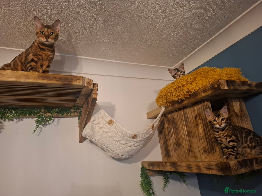 Bengal cats for sale: Show quality pure bengal kittens. - Image 38