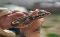 Python Snake reptiles for sale: Ball python with full set up  - Image 5