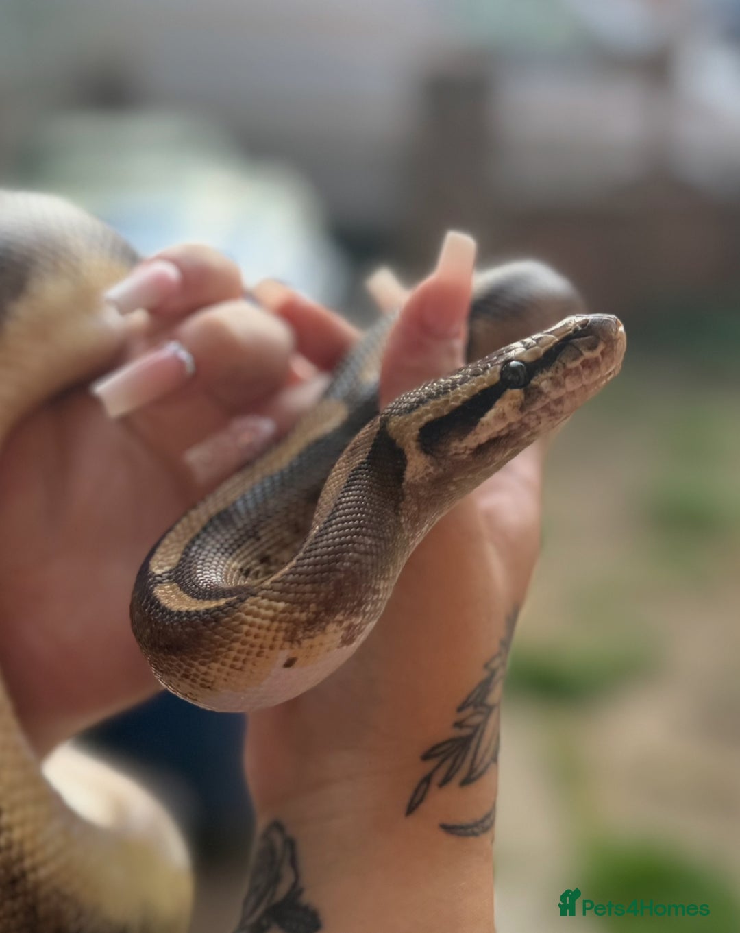 Python Snake reptiles for sale: Ball python with full set up  - Image 5