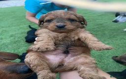 Doxiepoo dogs for sale: Doxiepoos - Image 4