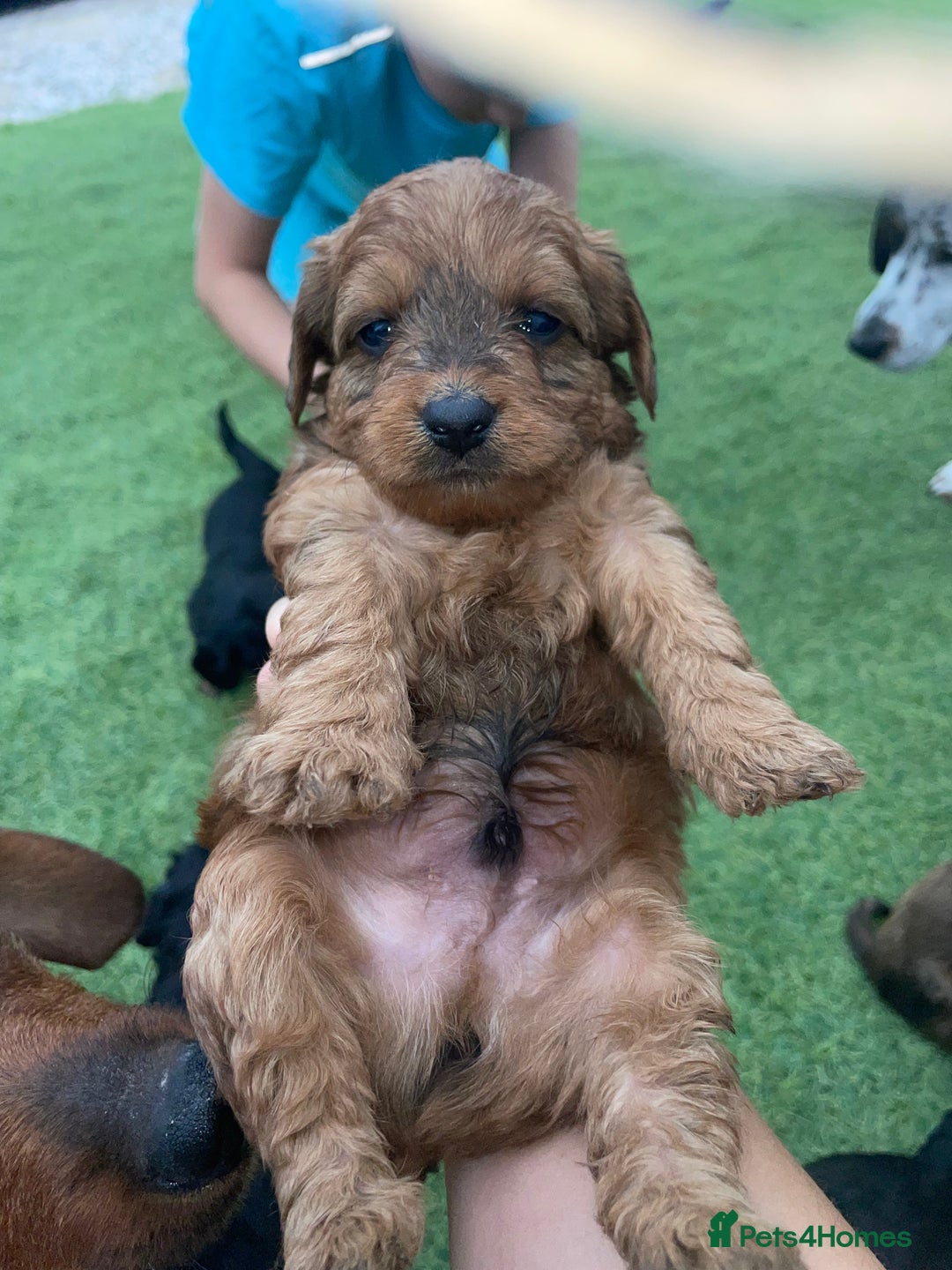 Doxiepoo dogs for sale: Doxiepoos - Image 4