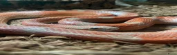 Corn Snake reptiles for sale: 2 year old cornsnake for rehome  - Advert 2