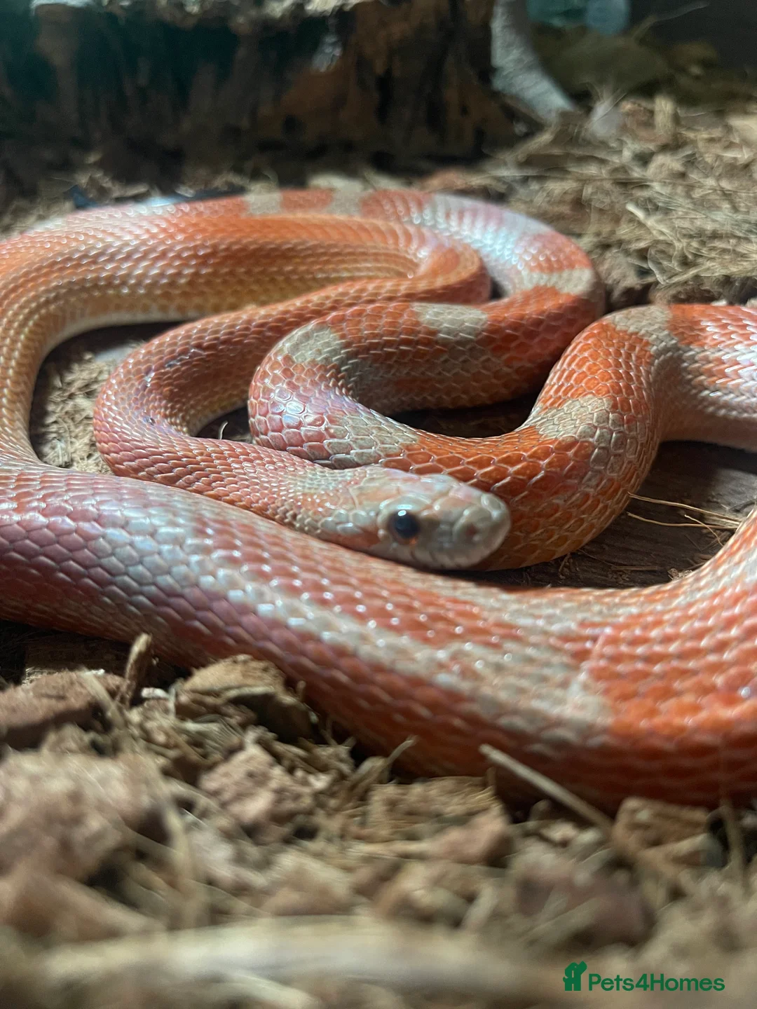 Corn Snake reptiles for sale: 2 year old cornsnake for rehome  - Advert 2