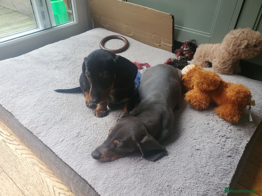 Dachshund dogs for sale: Black and tan male and gray male  - Advert 1