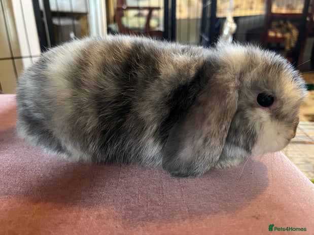 Mini Lop rabbits - Advert 3