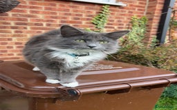 British Longhair cats for sale: X2 7 month old male kittens - Advert 11