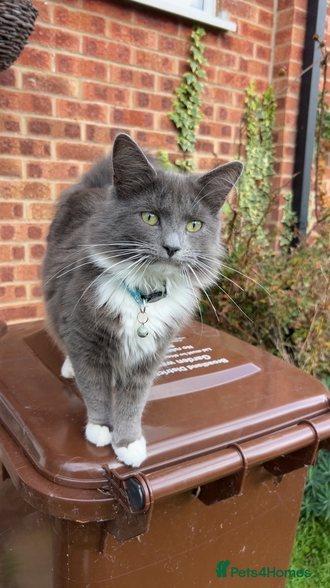 British Longhair cats for sale: X2 7 month old male kittens - Advert 11