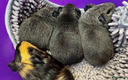 Guinea Pig rodents for sale:  Baby guinea pigs (boars) - Advert 1