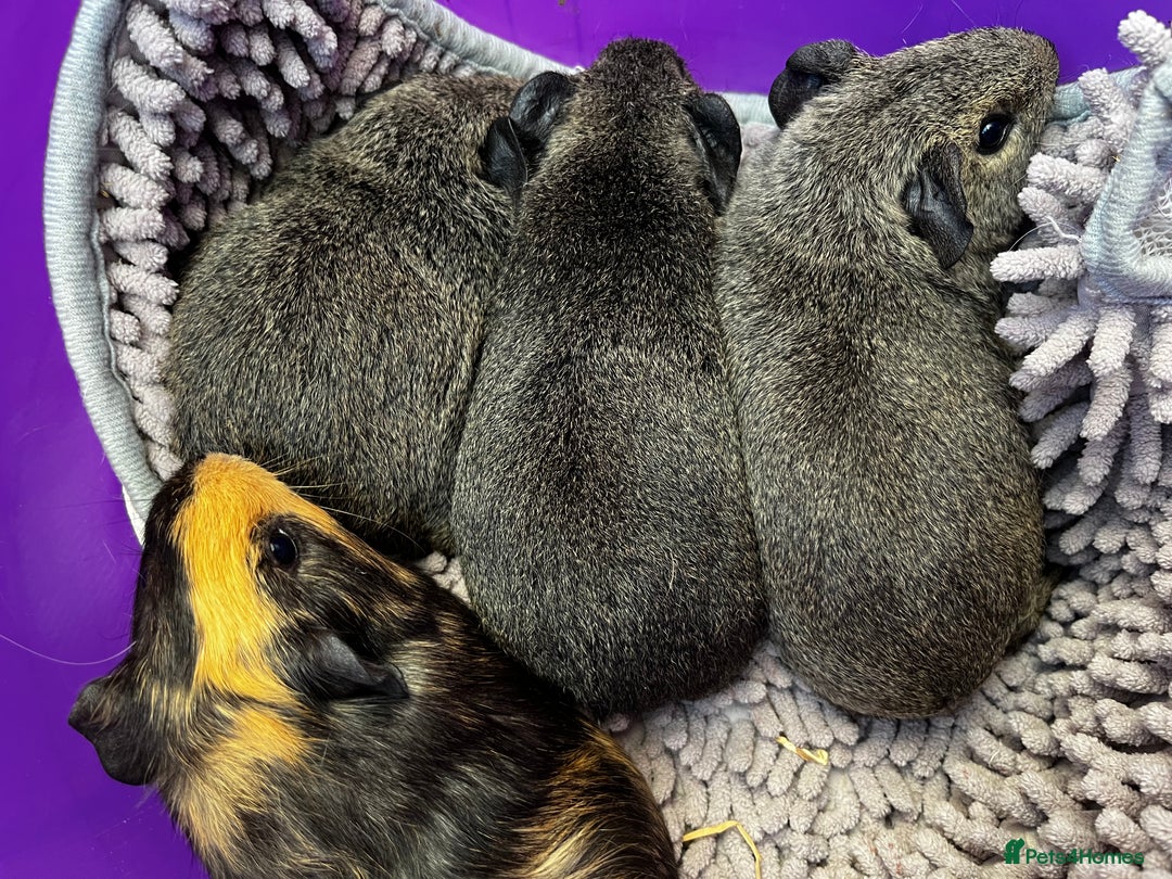 Guinea Pig rodents for sale:  Baby guinea pigs (boars) - Advert 1