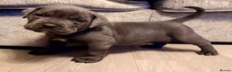 Cane Corso dogs for sale: Exceptional, Champion Bloodline Cane Corso Puppies - Advert 40