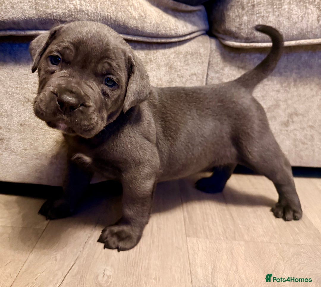Cane Corso dogs for sale: Exceptional, Champion Bloodline Cane Corso Puppies - Advert 40