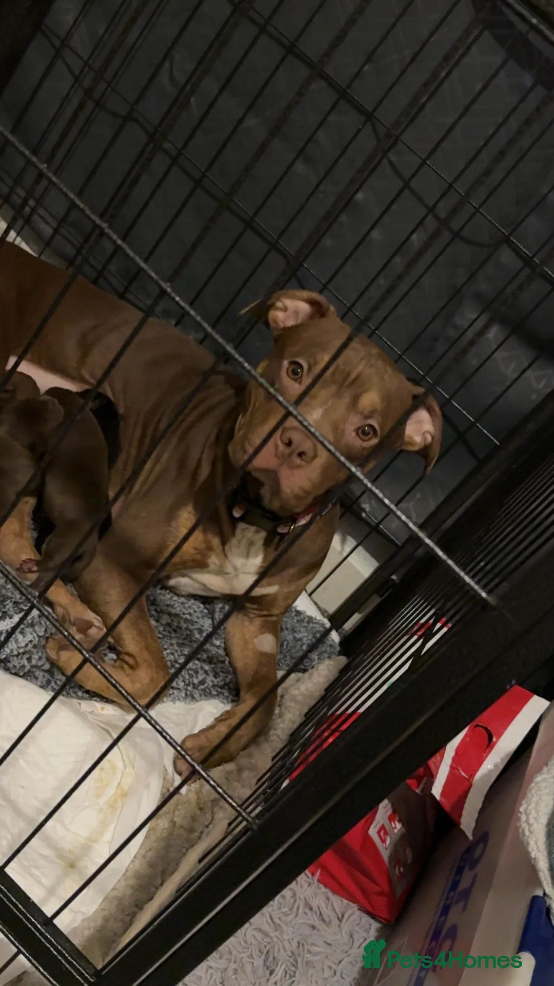 Mixed Breed dogs for sale: American bulldog cross Labrador  - Advert 3