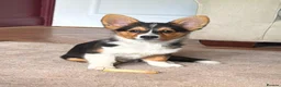 Mixed Breed dogs for sale: Shorgi Puppies  - Advert 15