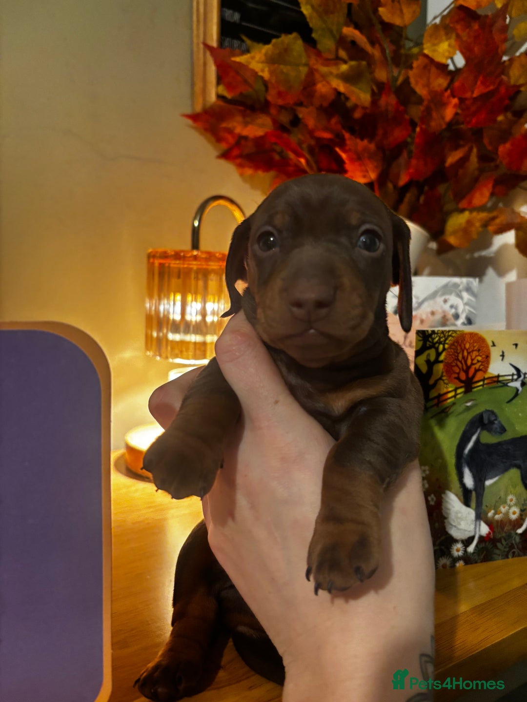 Miniature Dachshund dogs for sale: Beautiful miniature dachshunds  - Advert 5