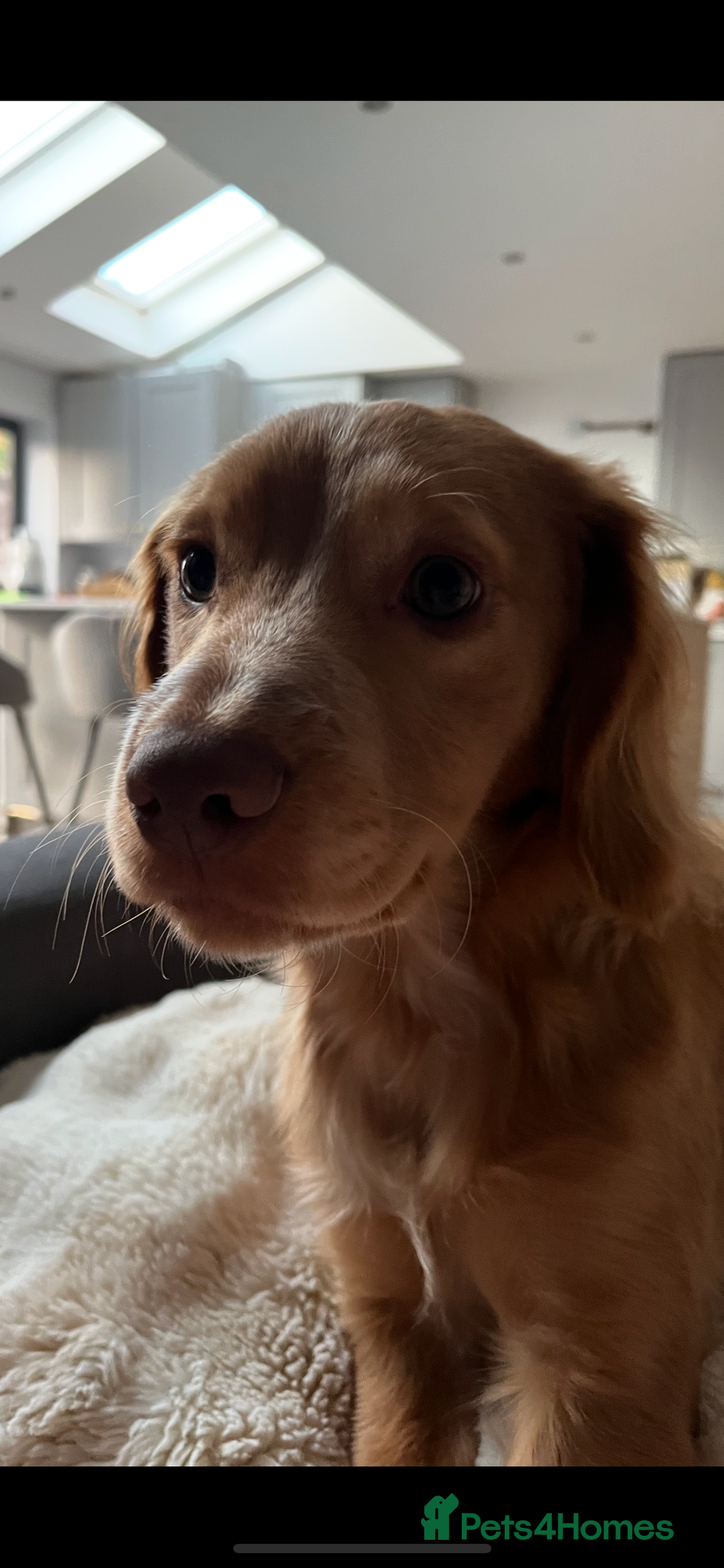 English Springer Spaniel dogs for sale: Working cocker Spaniel  - Image 2