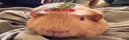 Guinea Pig rodents for sale: Male bonded guinea pigs  - Advert 7