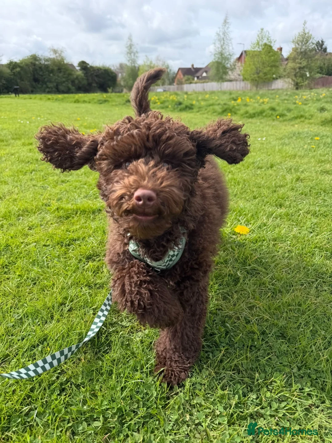 Cockapoo dogs for sale: 8 month old brown cockapoo in Stevenage - Advert 5