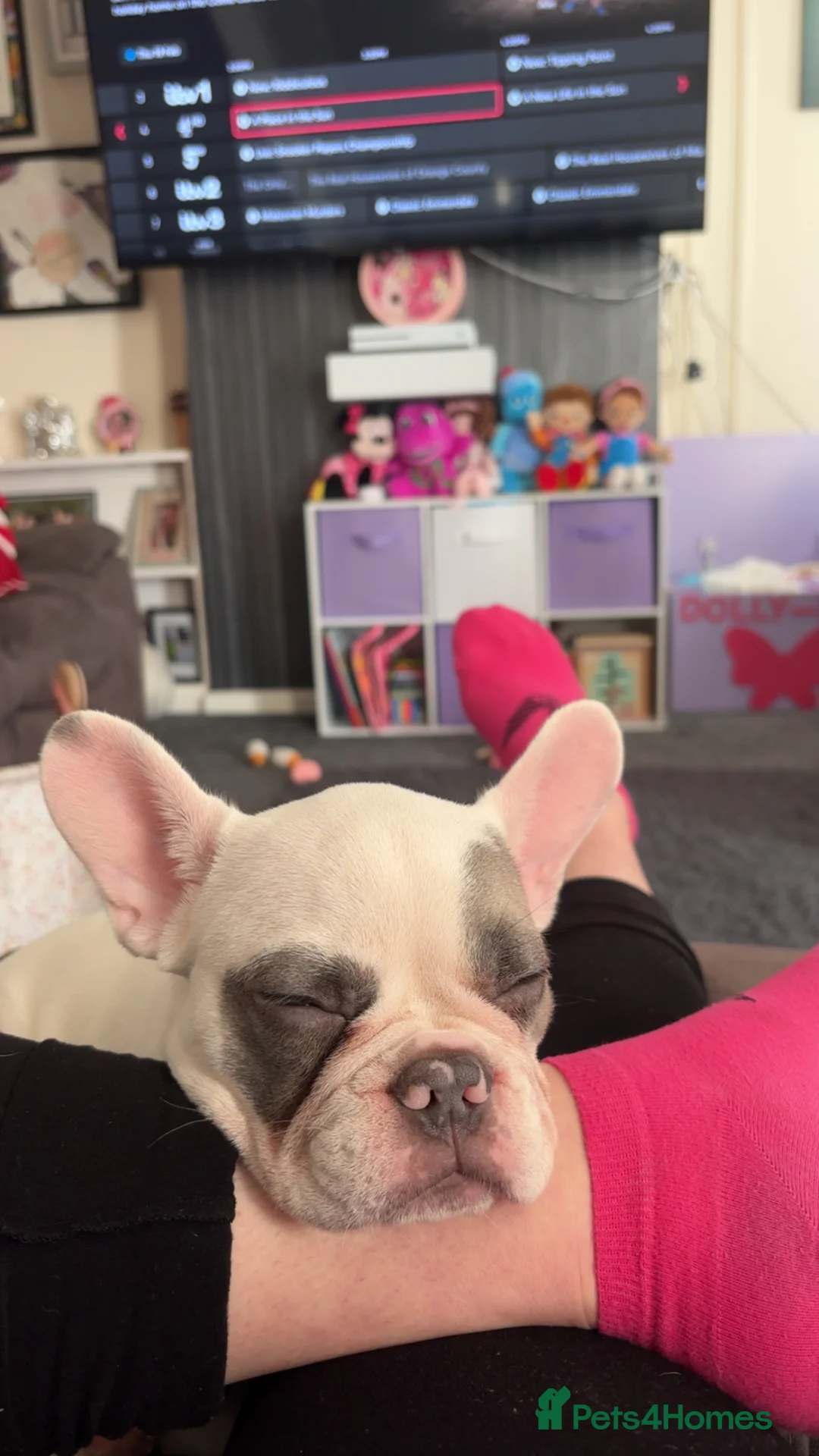 French Bulldog dogs for sale: Female 6 month French bulldog - Advert 2