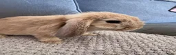 Mini Lop rabbits for sale: Mini Lop Rabbits for sale  - Advert 14