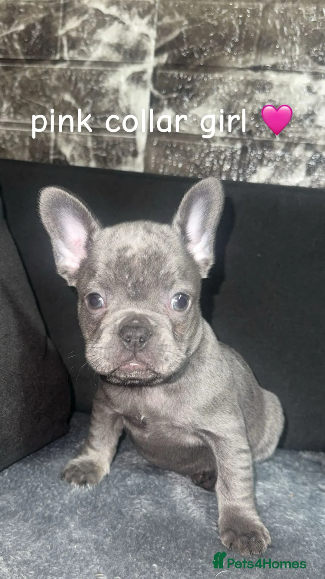 French Bulldog dogs for sale: Fluffy carrier french bulldog pups  - Advert 7