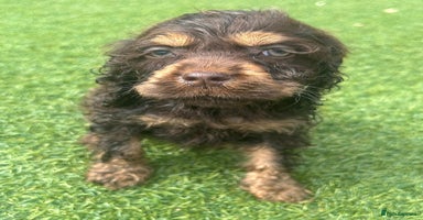 Cockapoo dogs - Advert 9