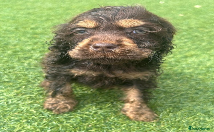 Cockapoo dogs - Advert 8