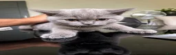 British Shorthair cats for sale: British Shorthair Lilac 🩶 - Advert 6