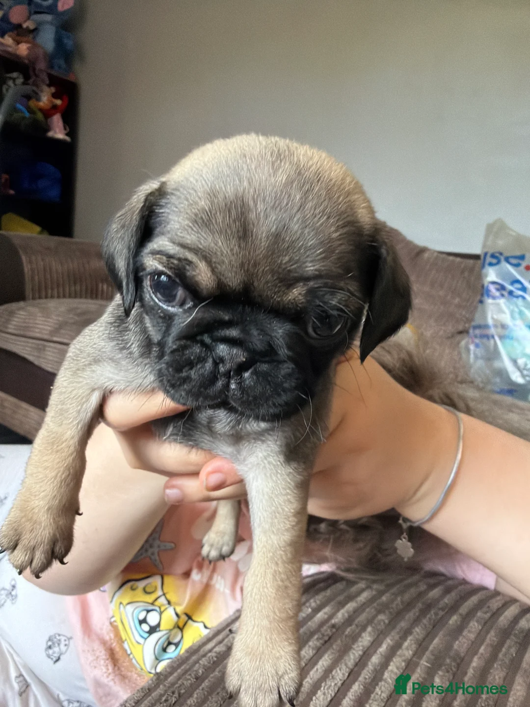 Pug dogs for sale: Pug puppies  - Advert 6