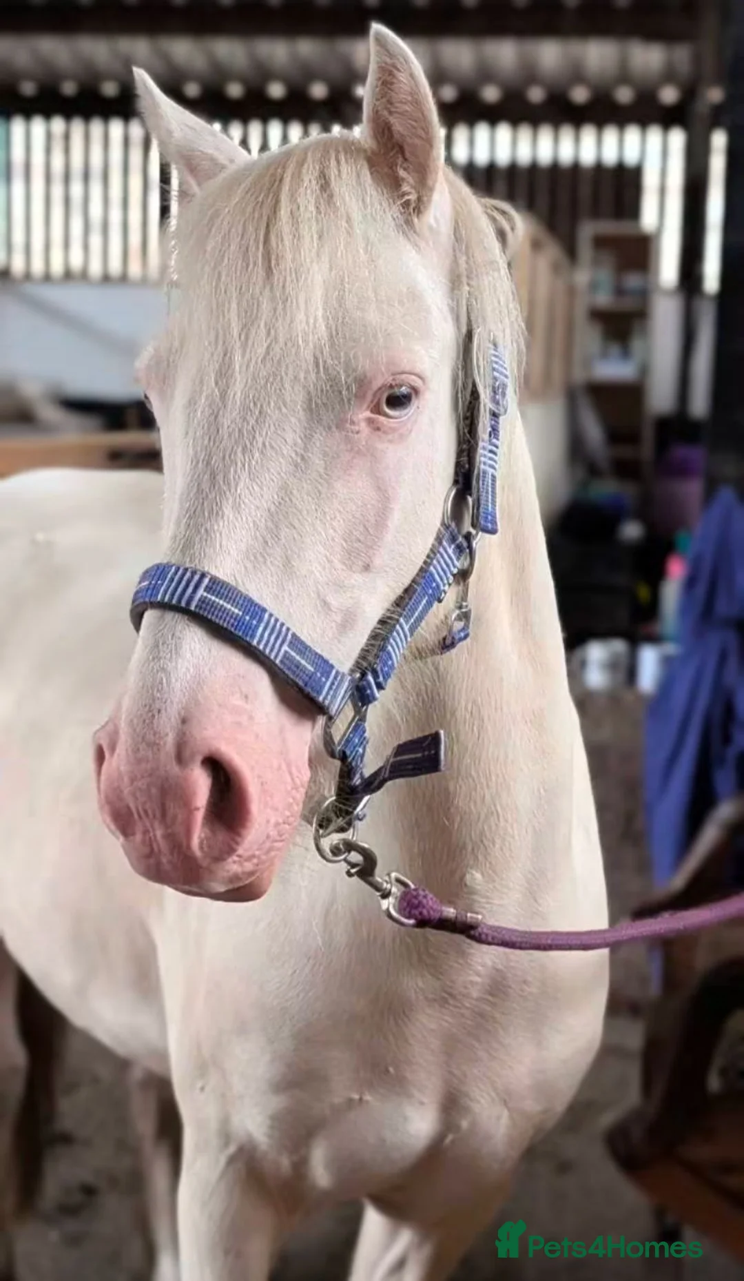 Welsh Section C horses for sale: Milo – 13.2hh, 4-Year-Old Cremello Gelding Pony - Advert 1